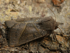 Mesogona oxalina