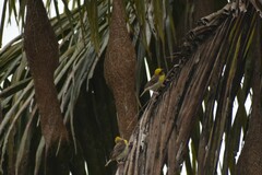 Ploceus philippinus