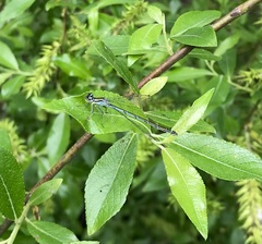 Coenagrion hastulatum