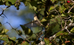 Vireo gilvus