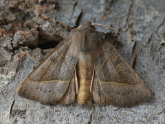 Mesogona oxalina