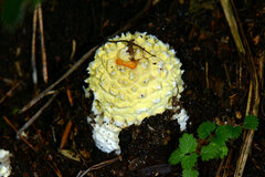 Amanita