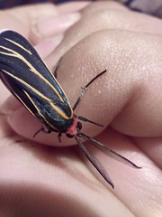 Ctenucha venosa