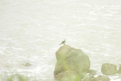 Phalacrocorax varius