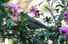 Anthochaera chrysoptera