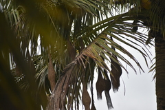 Ploceus philippinus