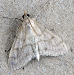 Paracorsia repandalis