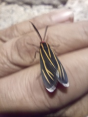Ctenucha venosa