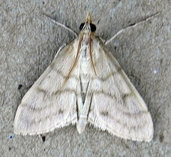 Paracorsia repandalis