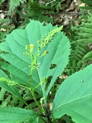 Solidago flexicaulis