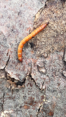 Tenebrio molitor
