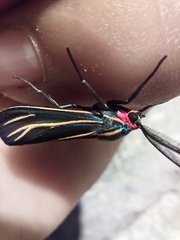Ctenucha venosa