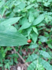 Epilachna tredecimnotata