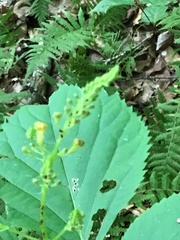Solidago flexicaulis