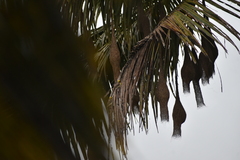 Ploceus philippinus