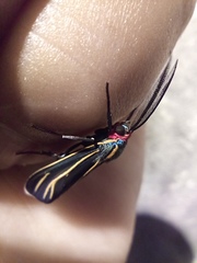 Ctenucha venosa