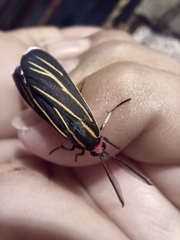 Ctenucha venosa