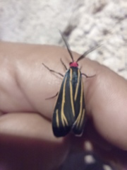 Ctenucha venosa