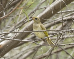 Lichmera indistincta