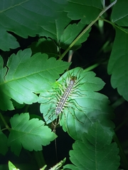 Thereuonema tuberculata