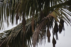 Ploceus philippinus