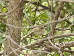 Malurus melanocephalus