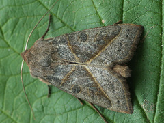 Mesogona oxalina