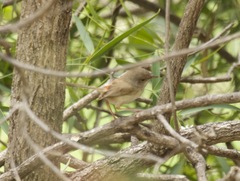 Malurus melanocephalus