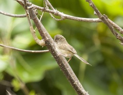 Malurus melanocephalus