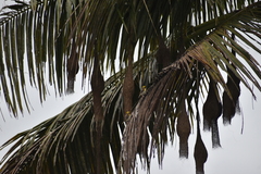 Ploceus philippinus