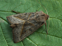 Mesogona oxalina