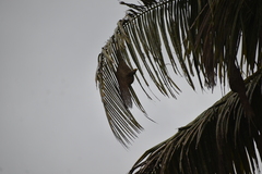 Ploceus philippinus