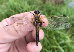 Libellula quadrimaculata