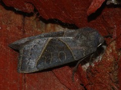 Mesogona oxalina