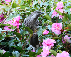 Anthochaera chrysoptera