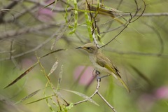 Lichmera indistincta