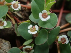 Euphorbia albomarginata
