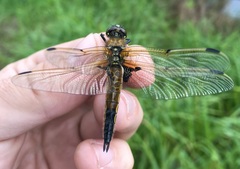 Libellula quadrimaculata