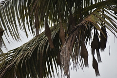 Ploceus philippinus