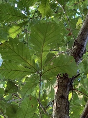 Quercus michauxii
