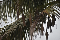 Ploceus philippinus