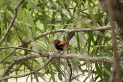 Malurus melanocephalus