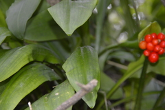 Scadoxus membranaceus