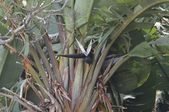 Strelitzia nicolai