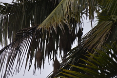 Ploceus philippinus