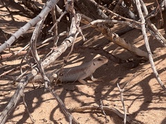 Dipsosaurus dorsalis