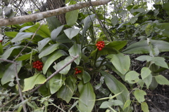 Scadoxus membranaceus