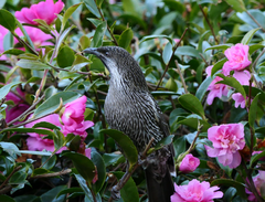 Anthochaera chrysoptera