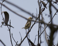 Cisticola exilis