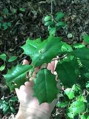 Ilex